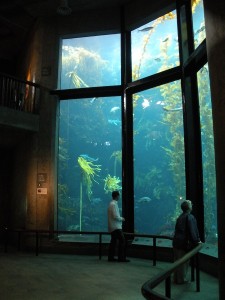 the kelp forest