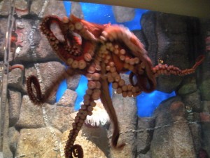 un-named octopus